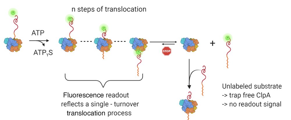 AAA+ proteins: one motor, multiple ways to work, it was great to write this review for <a href="/BiochemSoc/">Biochemical Society</a> Trans <a href="/PPPublishing/">Portland Press</a> with <a href="/JiabeiLin/">Jiabei Lin</a> &amp; <a href="/LuciusLab/">Aaron L. Lucius</a>: portlandpress.com/biochemsoctran…