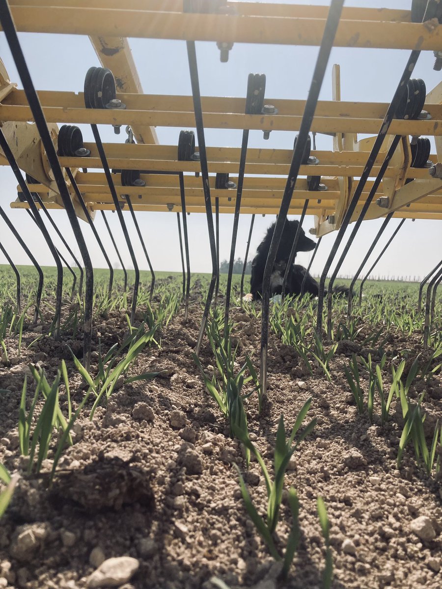 Premier désherbage mécanique de l’année sur l’orge de printemps 🌾
On s’occupe de cette culture pour la produire le plus proprement possible que l’on retrouvera dans nos futures bières 🍻
Objectif zéro phyto👌
<a href="/JeunesAgri51/">Jeunes Agriculteurs Marne</a> <a href="/JeunesAgri/">Jeunes Agriculteurs</a> 
<a href="/Dephy_Ecophyto/">Réseau DEPHY</a> <a href="/ChambreAgri51/">Chambre d'agriculture de la Marne</a>