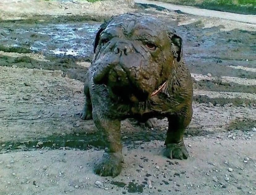 PiensosKome's tweet photo. Mi perro si vuelve la calima 🤣 https://t.co/b0f0OKXNxI