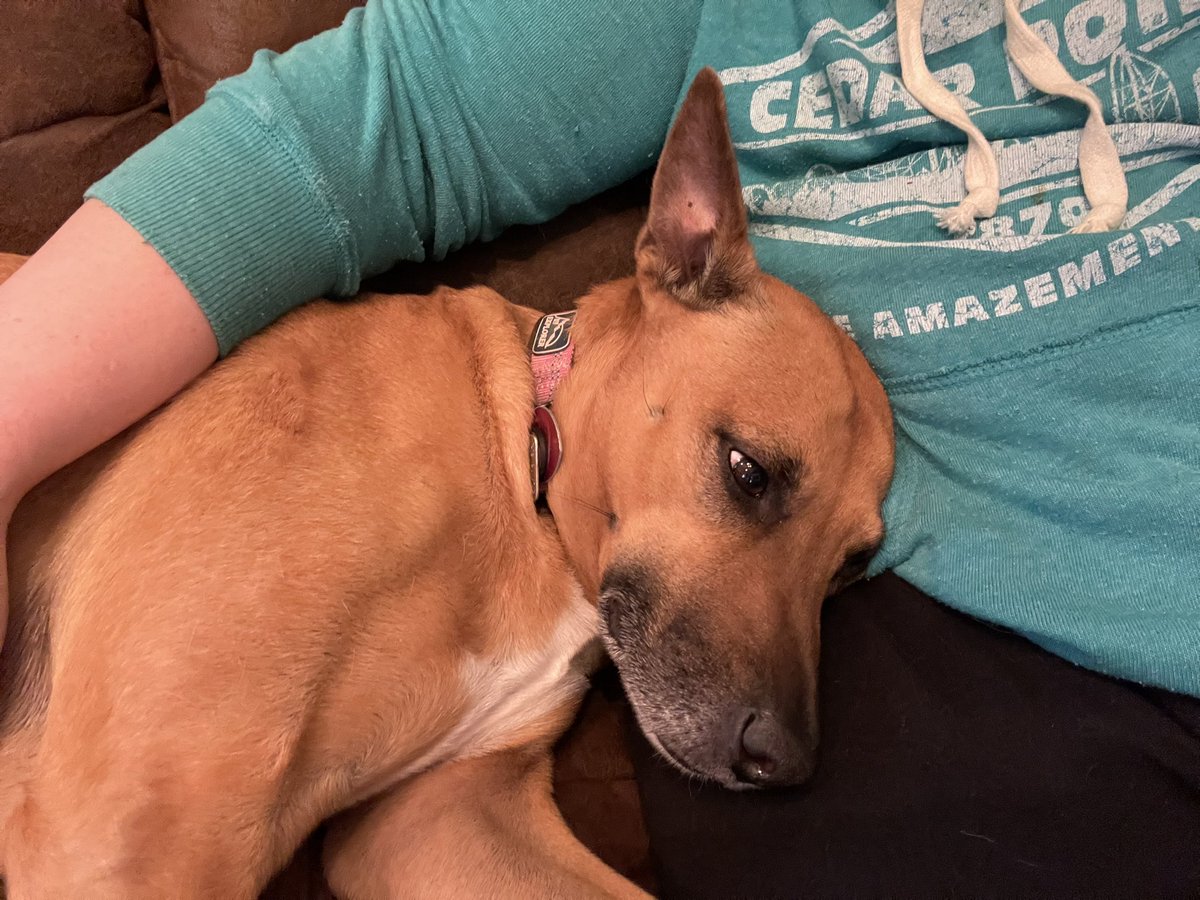 milpreve's tweet photo. Aeropress affogato over whipped cream, homemade eggs florentine, and puppy snuggles #SpringBreak https://t.co/H5QeM2QQKR