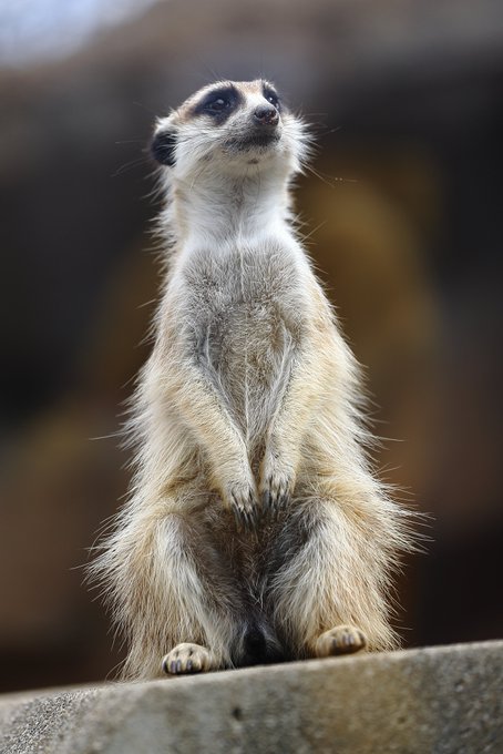 ミーアキャットのtwitterイラスト検索結果 古い順