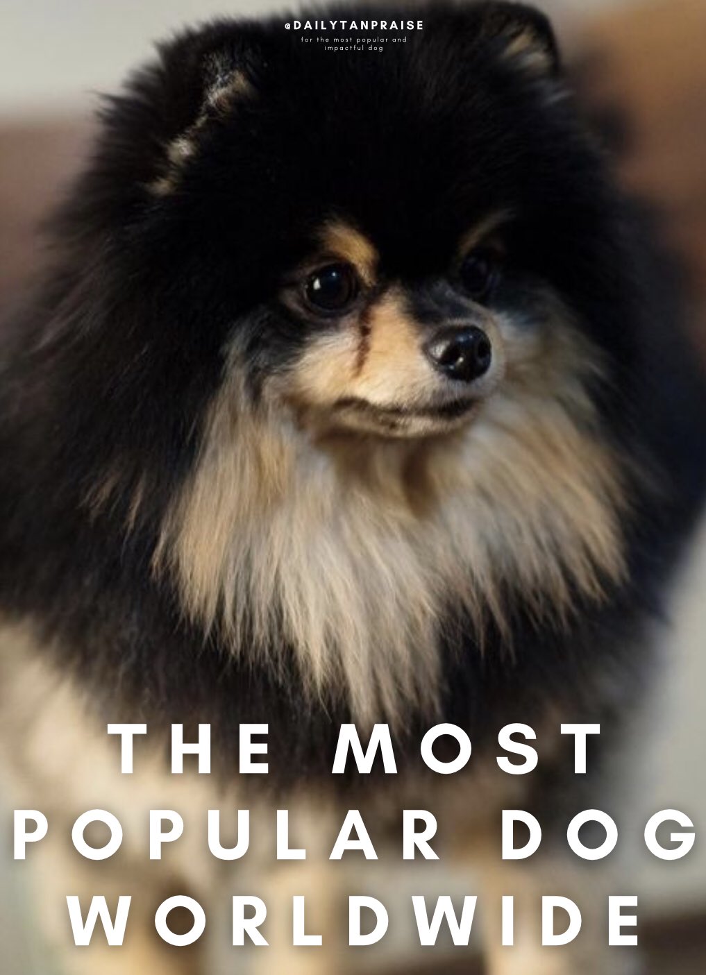 Is Yeontan A Pomeranian