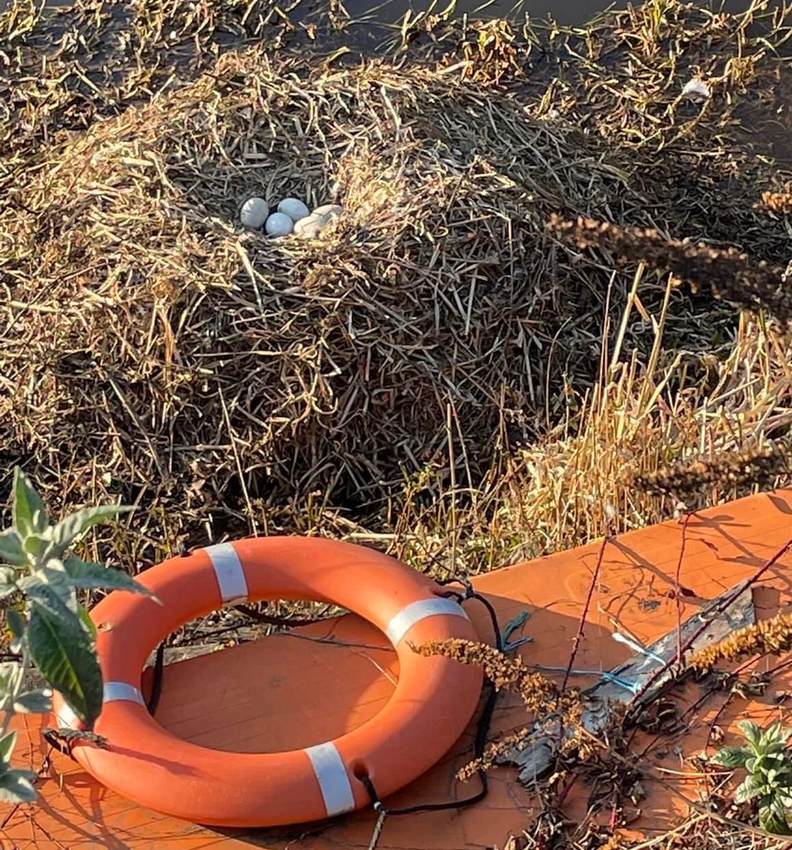 Ratho uncovered tweet media