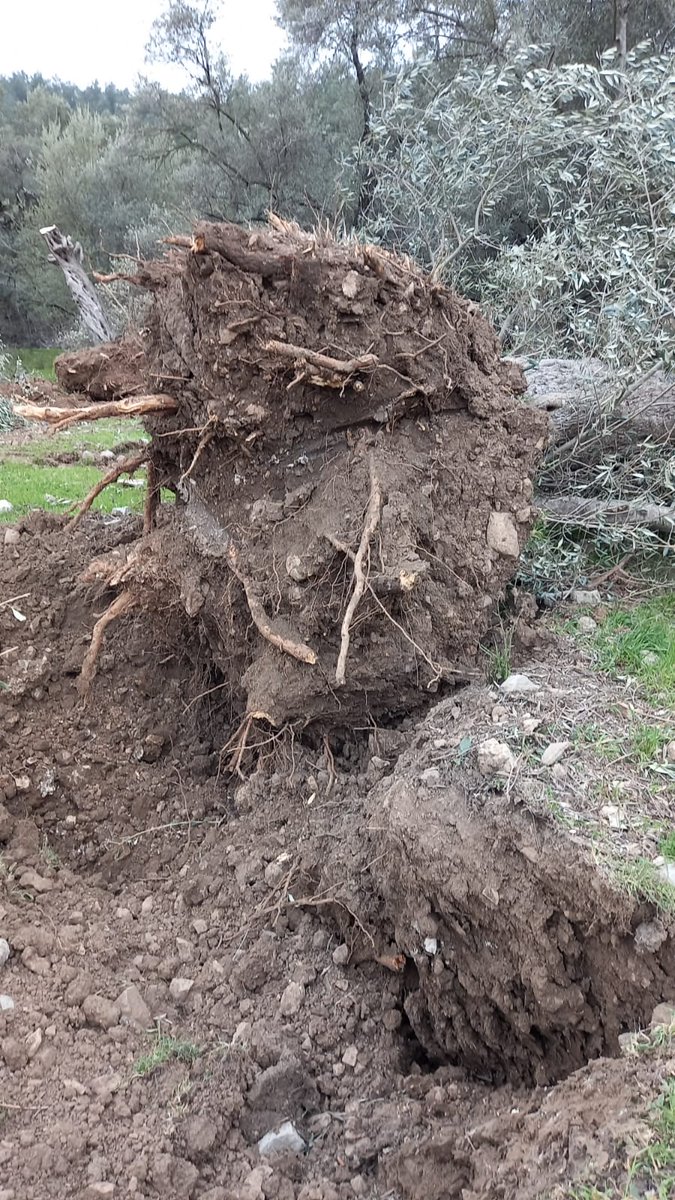 EkolojiR's tweet photo. 🌱Bugün Akbelen'de bu zeytin ağaçlarına kıyan Limak Holding'i asla unutmayacağız.
#ZeytinimeDokunma https://t.co/2rVl4sLfYO