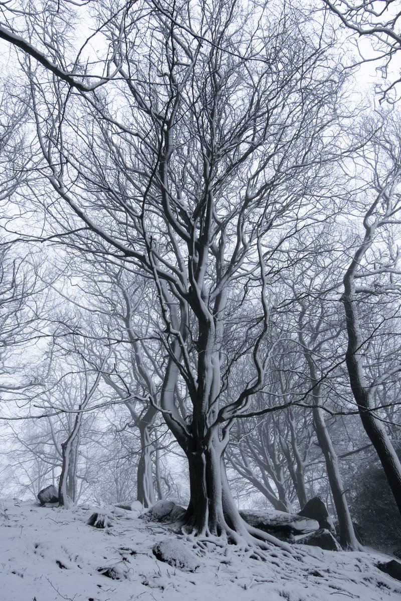 nicky_photos's tweet photo. From this morning #SpringInYorkshire #StormHour #Tree #snow https://t.co/906BdCP6me