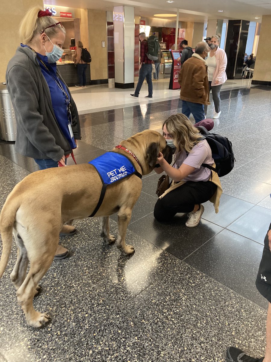 Meet Boomer the San Diego Airport Therapy Dog with Ms. Petridis #ourBMSA