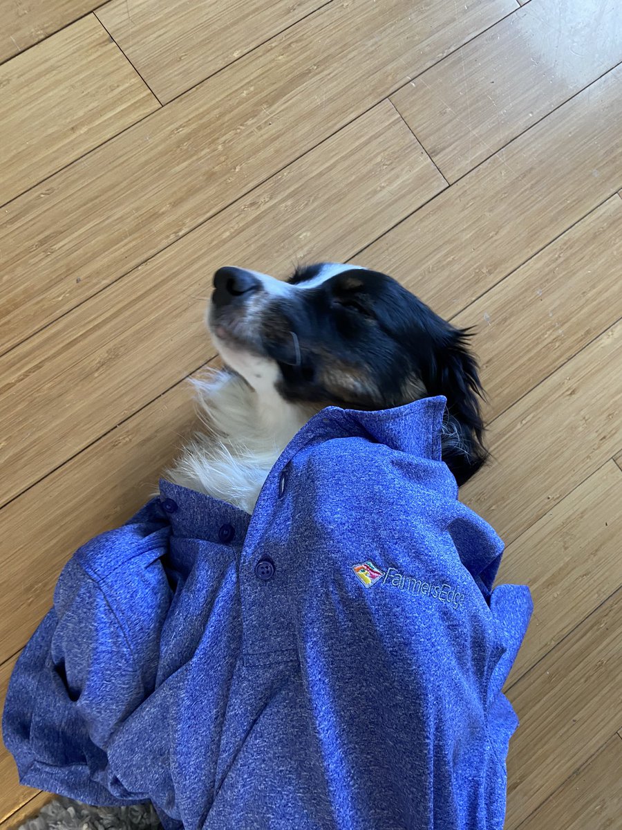 His short game is better than his long game, but his fav golf shirt is his <a href="/farmers_edge/">Farmers Edge</a> one!   #FarmDogBax