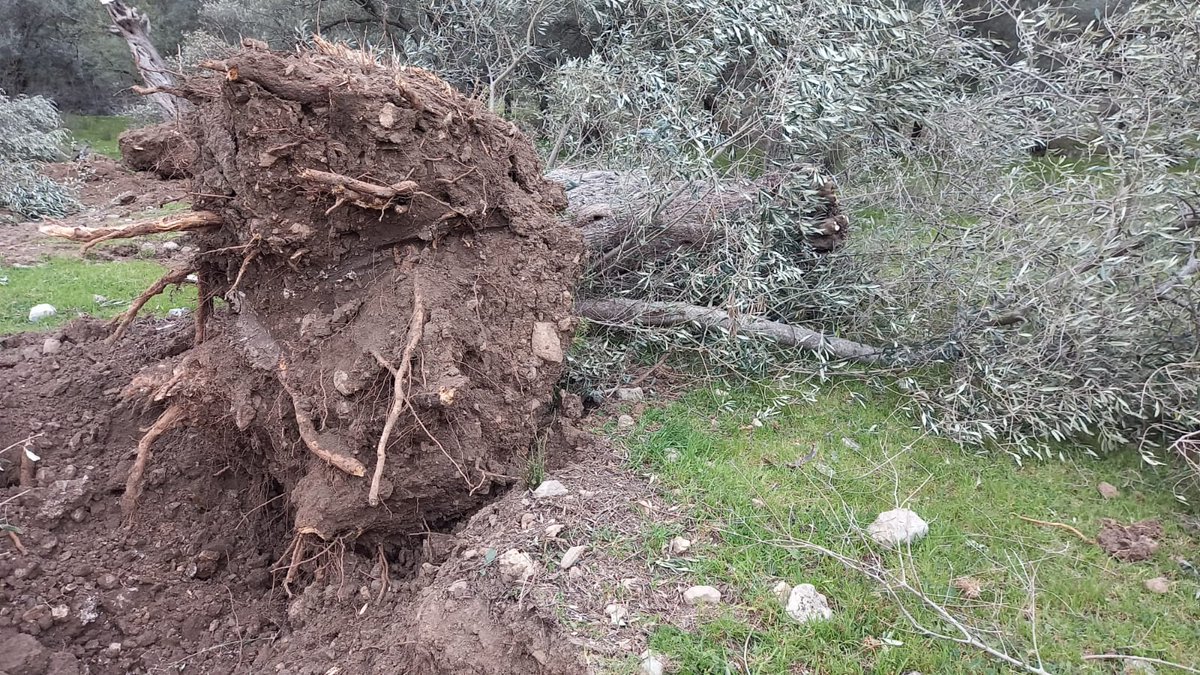 kazdaglariist's tweet photo. #ZeytinimeDokunma etiketi an itibariyle Twitter Türkiye gündeminde 1. sırada.

Kadim zeytin ağacı, nam-ı diğer ölmez ağaç bu toprakların kırmızı çizgisidir! 

Kime, neye savaş açtığınızı bir kez daha düşünün, bu yanlıştan dönün! https://t.co/Fi4VPBKpzF