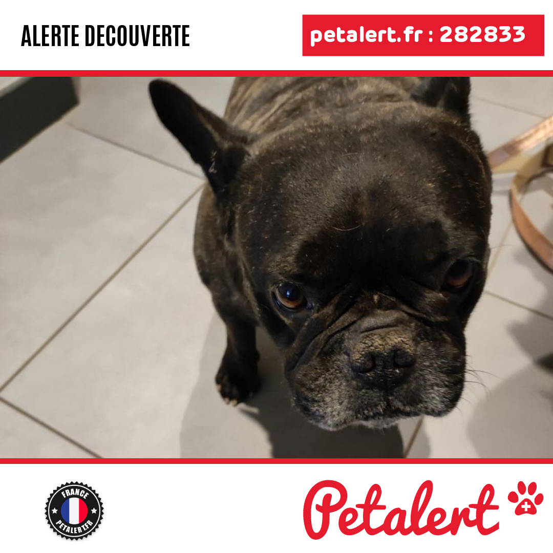 petalert_france's tweet image. Trouvé #Chien #CharenteMaritime #DompierreSurMer #Petalert  #PetAlert17 / p3t.co/CRFKi