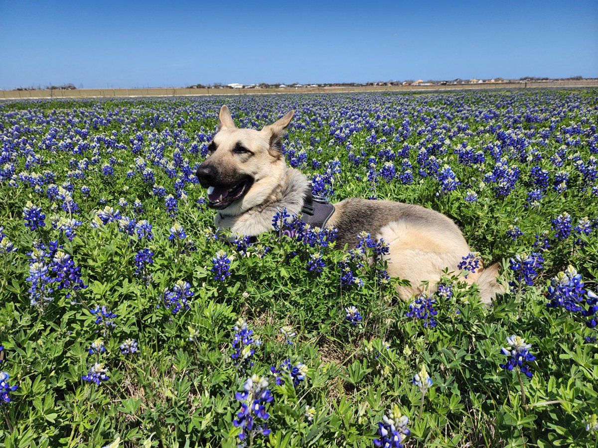 kjo364's tweet photo. Spring has sprung in central TX! And Jordi was up for a photo shoot. ❤️🐾❤️🐾❤️ #bluebonnets #jorditheblondebombshell #gsdlife https://t.co/XBnu8fzHQt