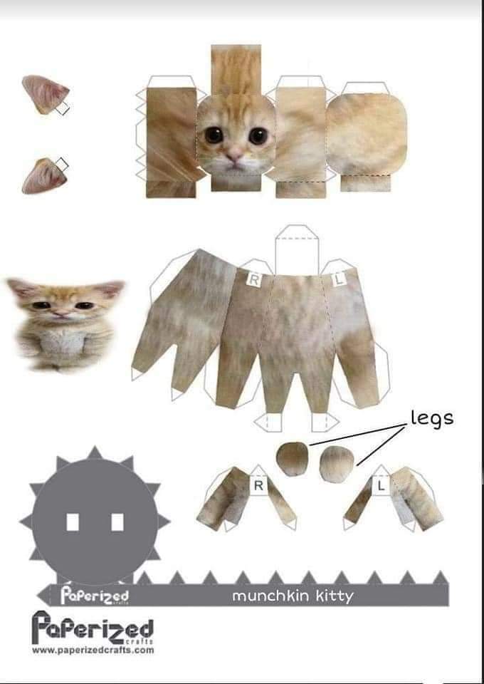 gatitos_qctd's tweet photo. https://t.co/8CvwCSZeEB