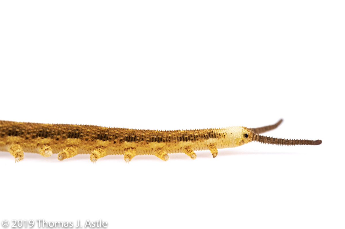 DailyBugFriends's tweet photo. ✩°̥࿐୨୧ Velvet worm (Onychophora) © Thomas j Astle https://t.co/ihoKlPFdUz
