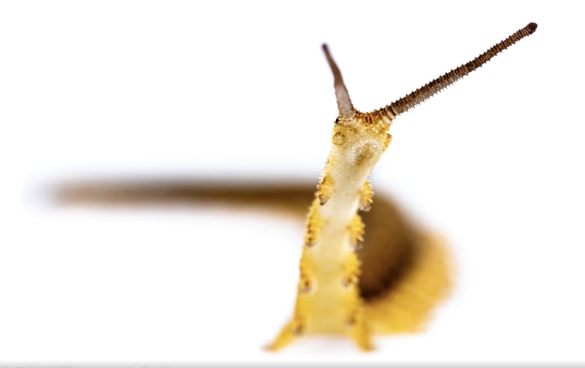 DailyBugFriends's tweet photo. ✩°̥࿐୨୧ Velvet worm (Onychophora) © Thomas j Astle https://t.co/ihoKlPFdUz