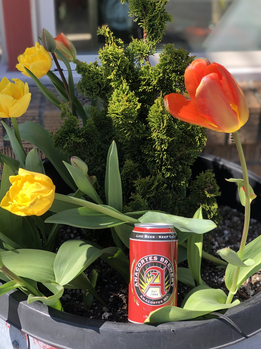The Skagit Valley Tulip Festival starts this Friday, and the Anacortes Brewery makes the OFFICIAL beer of the festival. Enjoy it at the Rockfish Grill and finer establishments near you!