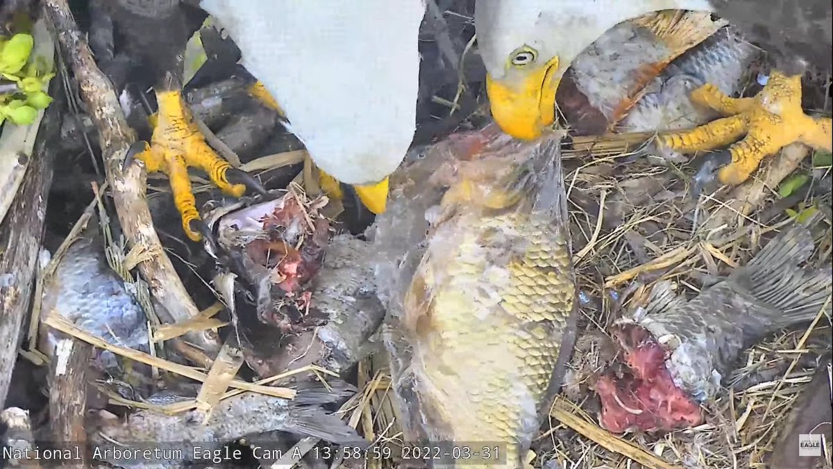 Excuse me <a href="/naeaglecam/">Mr. P & Lotus</a> ... are they...extracting a fish from a plastic bag? Where are they catching these dang fish?