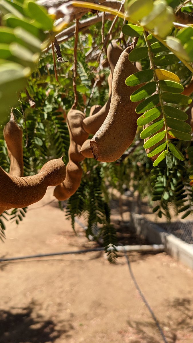 Sir Román▕⃝⃤ tweet media