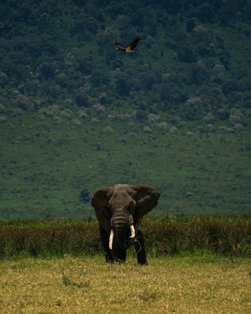 JonathanBatten's tweet photo. Don't Look Up 🐘🐦
. ⁠
.⁠
.⁠
#africanbushelephant #africansavannaelephant #africanelephant #elephant #elephants #elephantsofinstagram #gamedrive #safari #safariphotography #landscapephotography #visittanzania #tanzaniasafari #exploringafrica #overl… https://t.co/DHGUJgUxhy https://t.co/yBMuyJciSW