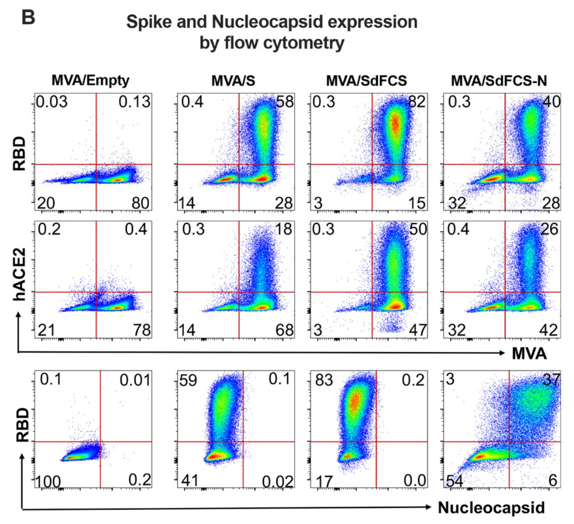 SciImmunology's tweet photo. A preclinical study by @EmoryVaccineCtr and @yerkesnews modifies a previous #SARSCoV2 poxvirus vaccine by adding the nucleocapsid antigen, strengthening adaptive immunity against variants such as the #BetaVariant and #DeltaVariant. ➡️ https://t.co/SZufdDV0HH https://t.co/nYaBFueJnn