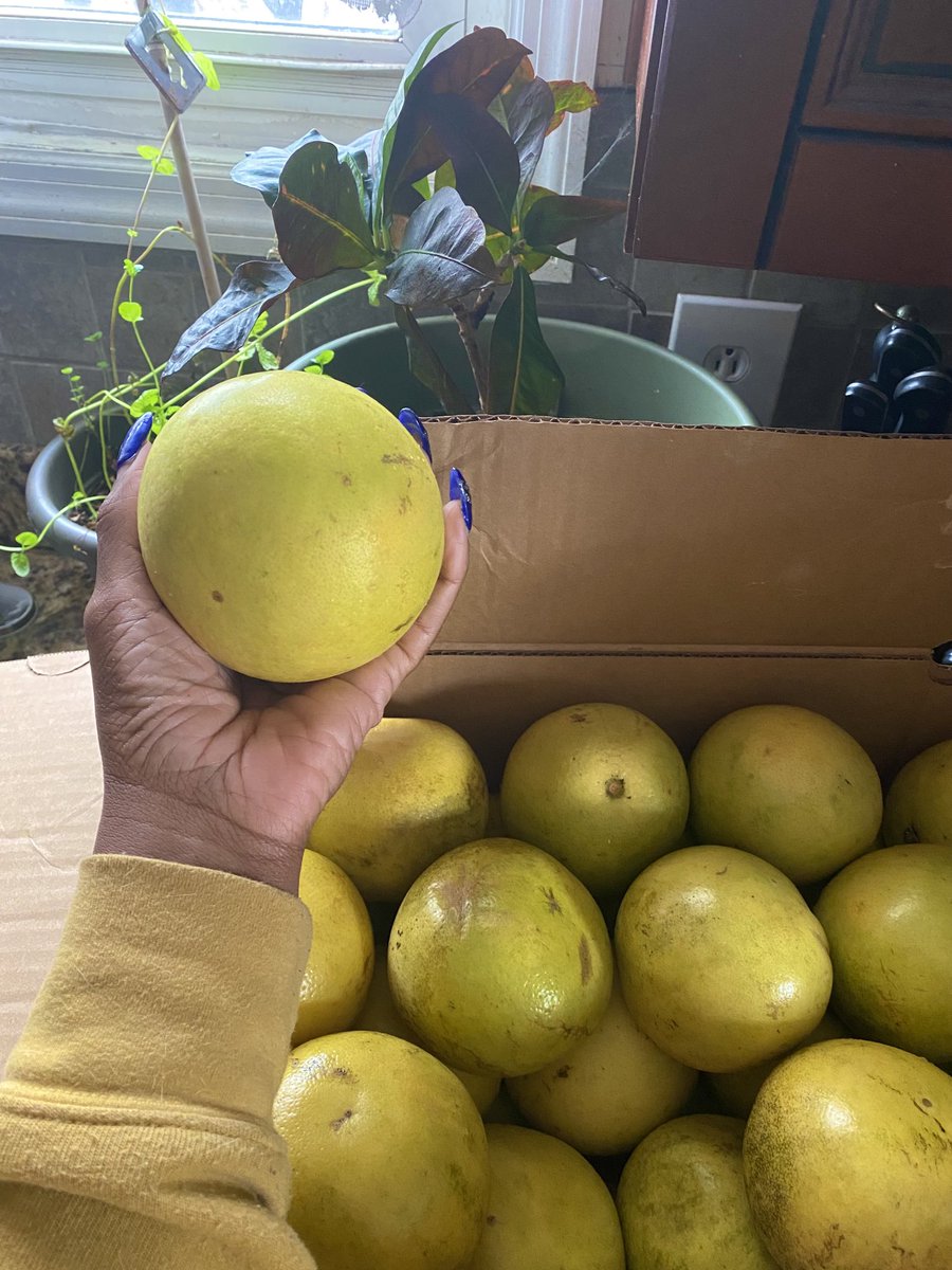 Hope_DW's tweet photo. When early morning meetings mean missing the Farmers Market run, but tribe always ensures you have an overflowed abundance 😊♥️

#GoldenGrapefruit #Underrated #Fruits #BabyMint #Community #Tribe #Abundance #GiveAndGetBack #FruitLovers #Delicious #EatYourColors 💛💛💛💛 https://t.co/MBjonfaFNZ