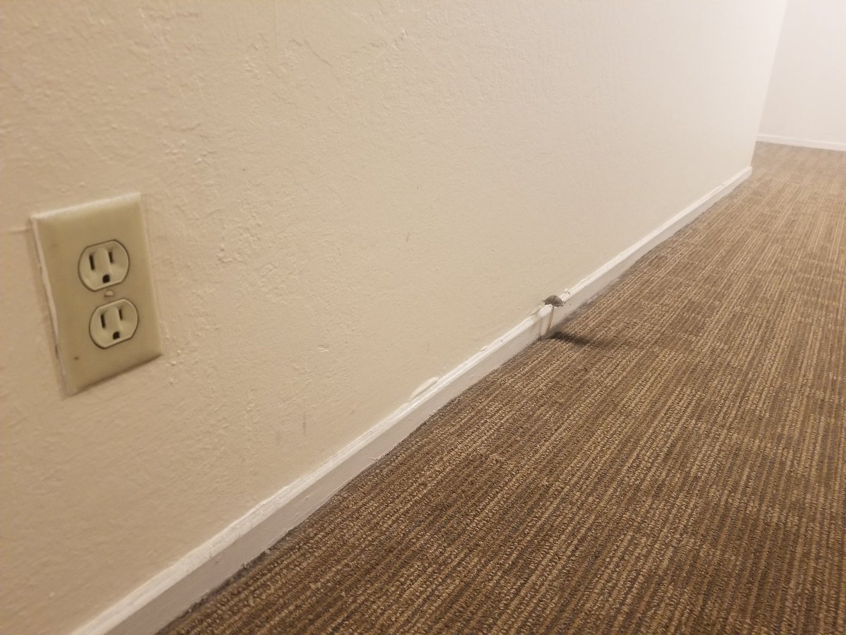 superoven's tweet photo. There's a mushroom growing in my apartment hallway? I love it, what a trooper! 🍄 https://t.co/QGztd1Gcs9
