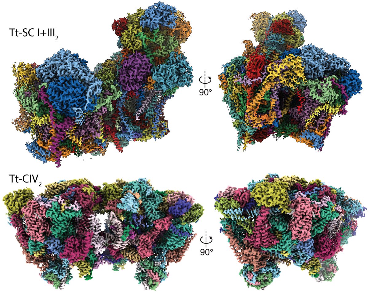 James A. Letts (@lettsscience) on Twitter photo Our latest work revealing the structures of the Tetrahymena respiratory complexes is out <a href="/ScienceMagazine/">Science Magazine</a> The structures of Tt-SC I+III2 and the massive Tt-CIV dimer uncover the diversity in this core metabolic pathway across eukaryotes. science.org/doi/10.1126/sc… 1/5 Our latest work revealing the structures of the Tetrahymena respiratory complexes is out <a href="/ScienceMagazine/">Science Magazine</a> The structures of Tt-SC I+III2 and the massive Tt-CIV dimer uncover the diversity in this core metabolic pathway across eukaryotes. science.org/doi/10.1126/sc… 1/5