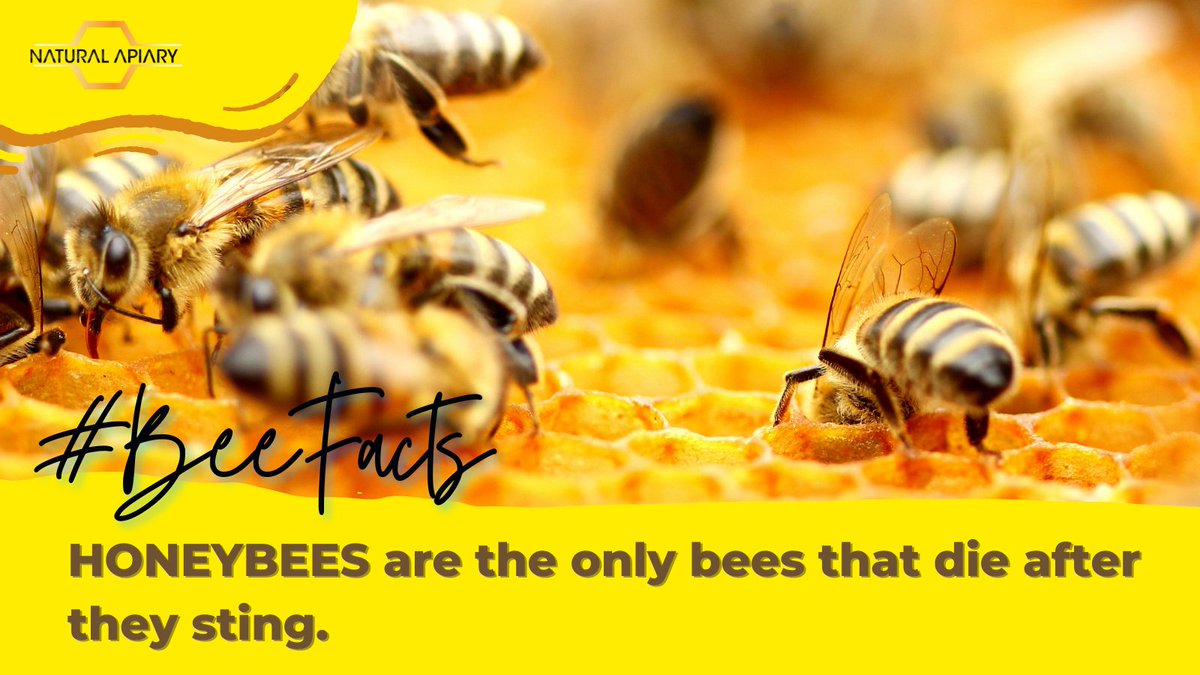 NaturalApiary's tweet photo. Wasps and many bees are able to sting more than once because they can pull out their stinger without injuring themselves. But only honeybees die after they sting. 💛🐝

Double tap if you learned something new! ❣️

#naturalapiary #beekeeping  #beefacts #factoftheday#savebees https://t.co/VVKbHslfiU