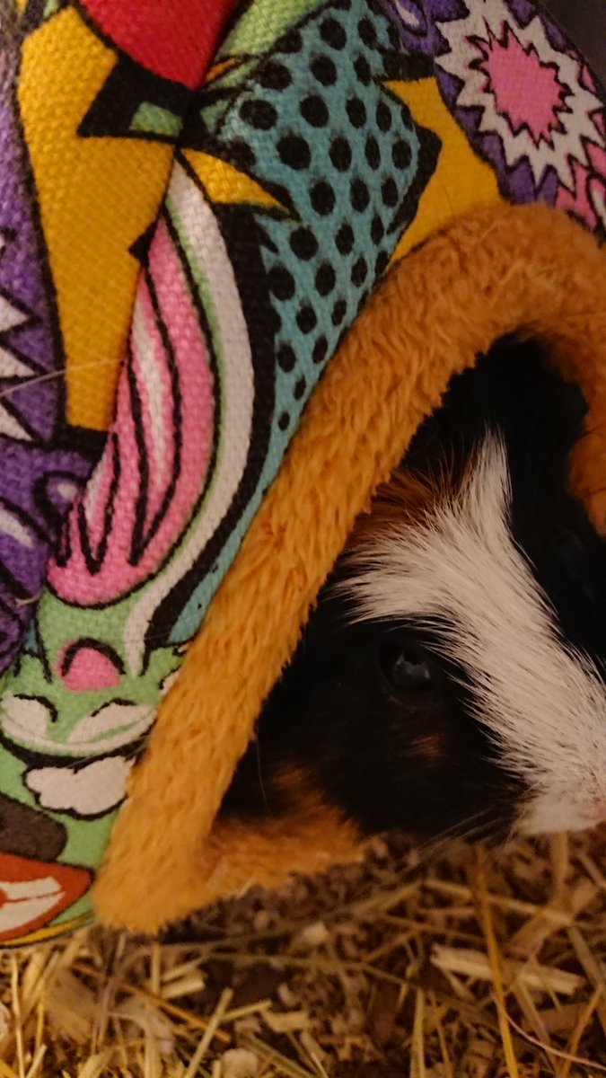 ObstundFell's tweet photo. My Plüschhaus is my castle!

#petcontent #meeries #guineapig https://t.co/QjbAERpPuG
