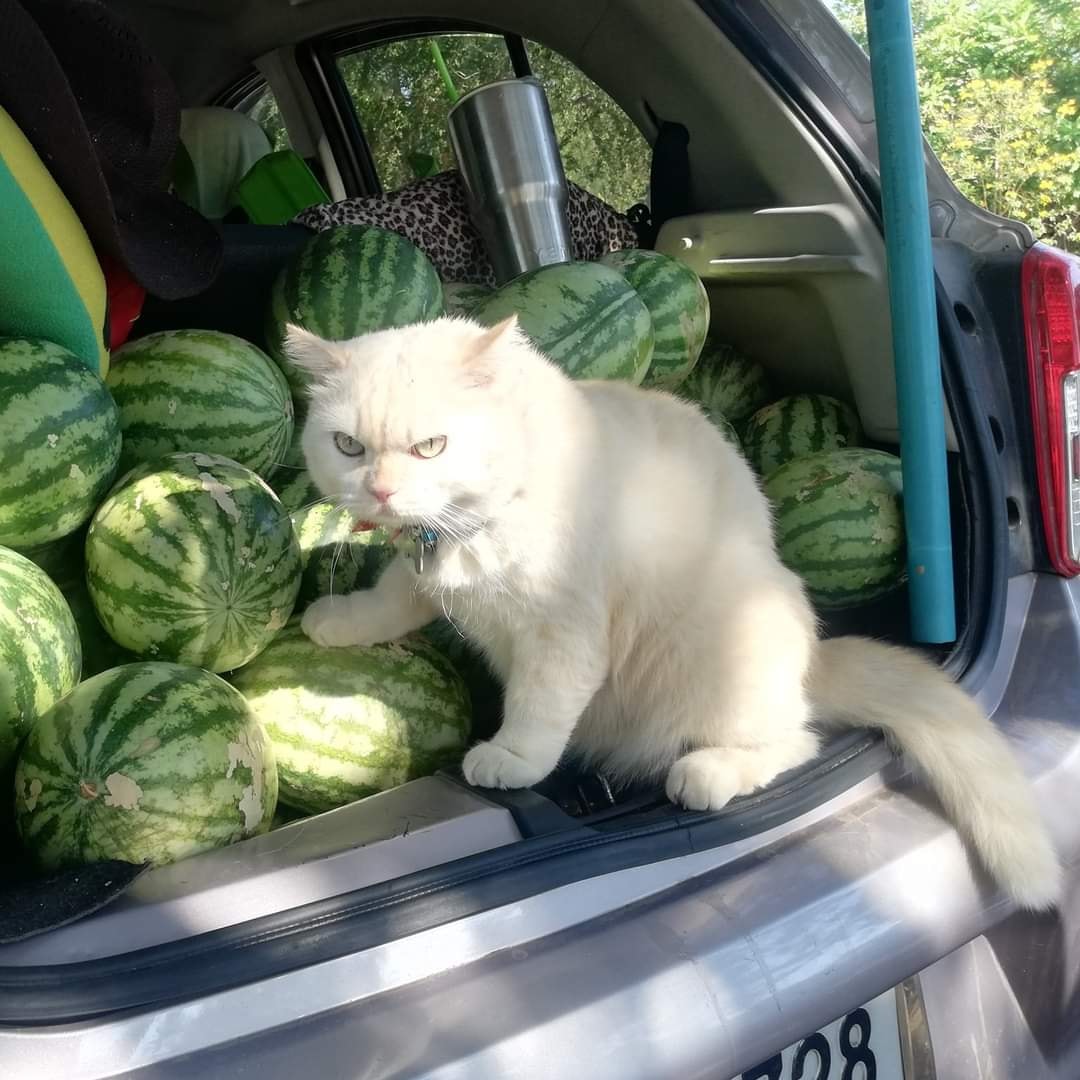 DontShowYourCat's tweet photo. stay away from the melons or else https://t.co/kFCW0zbq5K
