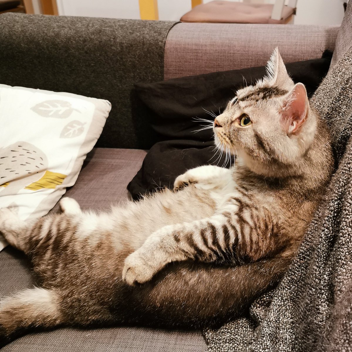 Paula, Fine & Pumba tweet media