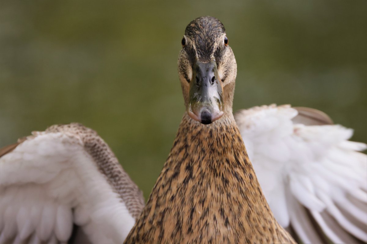 RKKwiatek's tweet photo. Fishbourne ,UK #Duck #smallduck #wildanimals #duckhead #closeup #fishbourne https://t.co/KeYbDYyF7E
