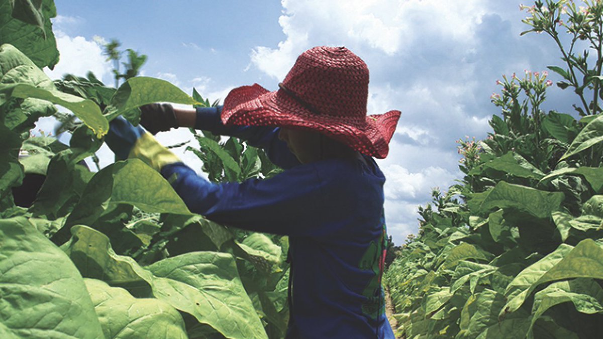 jobeckerhrw's tweet photo. Children working in tobacco fields in the US are at risk of nicotine poisoning. One told @hrw: "Sometimes I felt like I needed to throw up. I felt like I was going to faint. I would stop and just hold myself up with the tobacco plant." Congress, pass the #CAREACT2022 now. https://t.co/L7ngGuiIuj