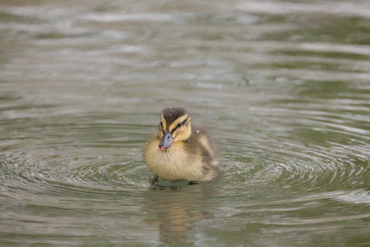 RKKwiatek's tweet photo. Fishbourne ,UK #Duck #smallduck #wildanimals #duckhead #closeup #fishbourne https://t.co/KeYbDYyF7E