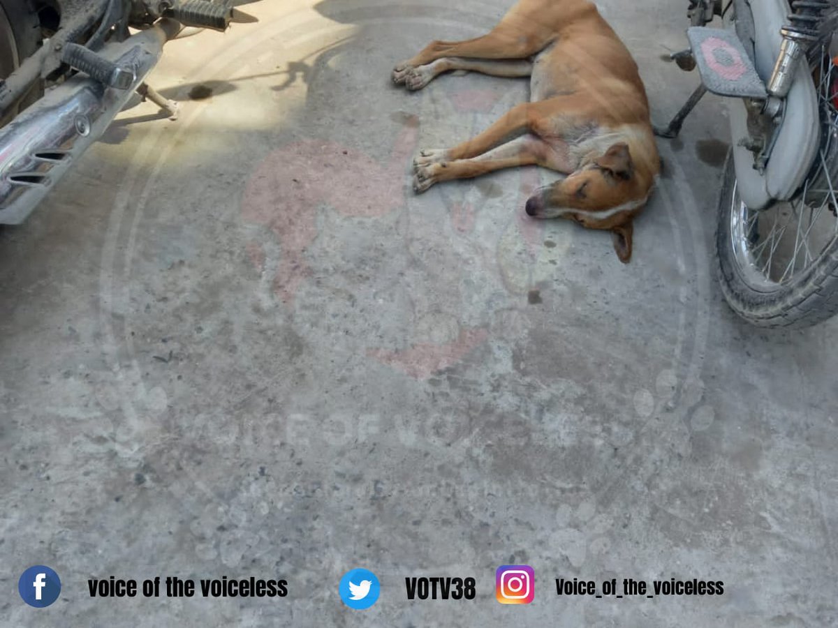 VOTV38's tweet photo. . βA dog is the only thing on earth that loves you more than he loves himself."
Β Josh Billings
Don't left these poor creature helpless.
#VoiceOfTheVoiceless
#HpoeForAnimals
#SaveAnimalsFromExploitation https://t.co/UftUdEIRw7