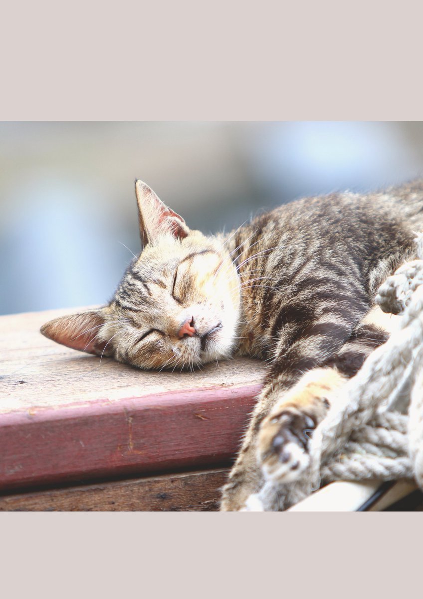 GozdeCeri's tweet photo. İçim huzur doldu 😊

#hayvansever #kedicikler #kedi https://t.co/SoB9O6XLr1