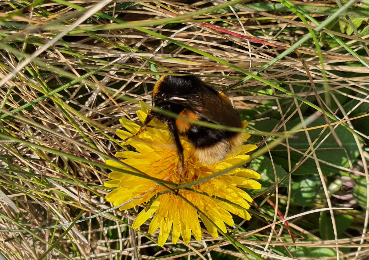 Ms.Queen Bee on a dandelion flower head. Ahhhhh Spring.
#Spring2022 #Bee #Ireland #Dublin #Yellow #Flower #Dandelion #Bumblebee