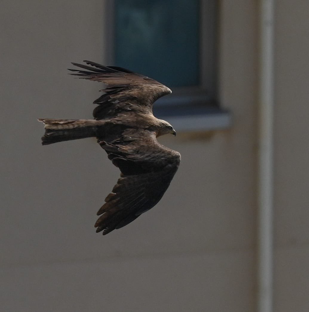 slashercutts's tweet photo. In Gibraltar in strong westerlies. No ringing but amazing raptor passage. Over 1000 Black Kites, Short-toed & Booted Eagle, Egyptian Vulture, Osprey and Montagu’s Harrier et al. #gonhs #gibraltar #Jewsgate #straitofgibraltarbirdobservatory https://t.co/Xvn2VXQB8m