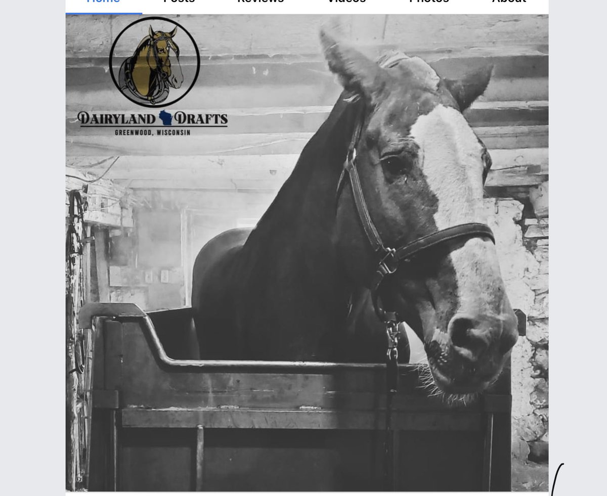 maisiethetortie's tweet photo. I’ve followed this lovely girl for over a year now- today she lost her second foal in three years 😔😔 If anyone has a #OrphanFoal in the #Wisconsin area please contact Dairyland Drafts. #Fostermare #USA #Horses #Foals #BelgianHorse https://t.co/0BqAIBUQk1