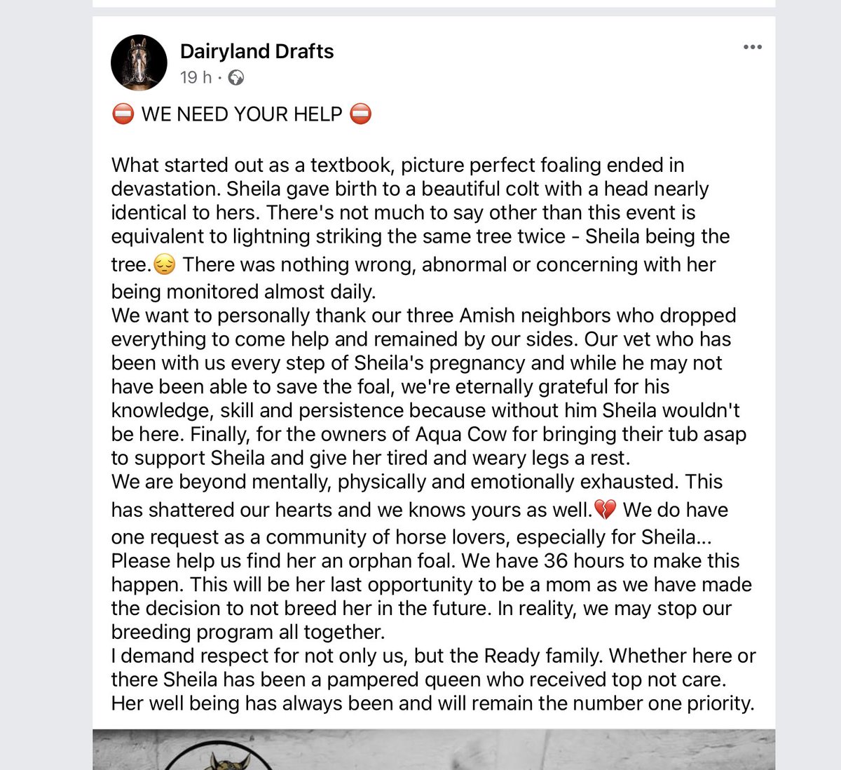 maisiethetortie's tweet photo. I’ve followed this lovely girl for over a year now- today she lost her second foal in three years 😔😔 If anyone has a #OrphanFoal in the #Wisconsin area please contact Dairyland Drafts. #Fostermare #USA #Horses #Foals #BelgianHorse https://t.co/0BqAIBUQk1