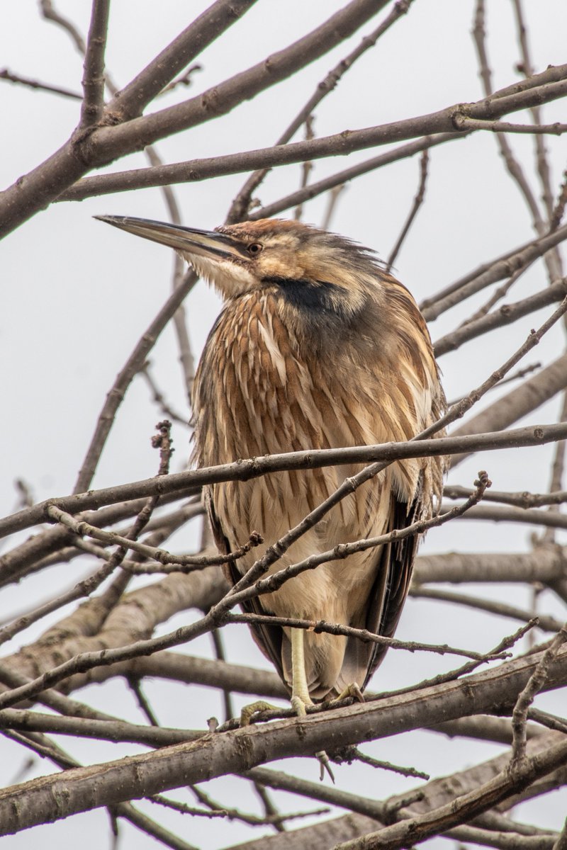 yao_chen1's tweet photo. American bittern, initially on a tree at the south shore of the Pool, flew away after a while, wading among the reed on the north shore, very well camouflaged.
@CentralParkNYC @BirdCentralPark https://t.co/wTZHGyJJnd