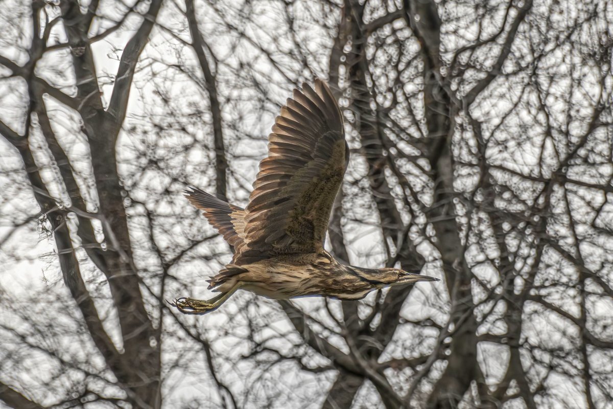 yao_chen1's tweet photo. American bittern, initially on a tree at the south shore of the Pool, flew away after a while, wading among the reed on the north shore, very well camouflaged.
@CentralParkNYC @BirdCentralPark https://t.co/wTZHGyJJnd
