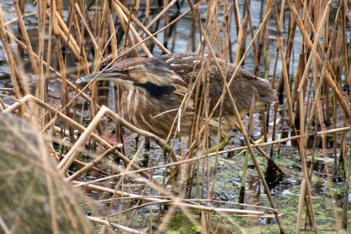 yao_chen1's tweet photo. American bittern, initially on a tree at the south shore of the Pool, flew away after a while, wading among the reed on the north shore, very well camouflaged.
@CentralParkNYC @BirdCentralPark https://t.co/wTZHGyJJnd