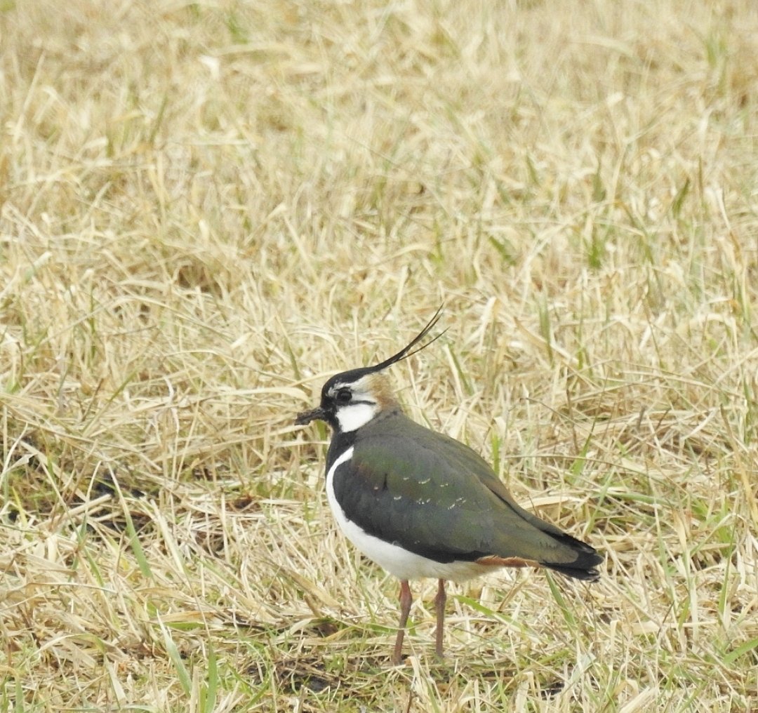Чибисы прилетели!