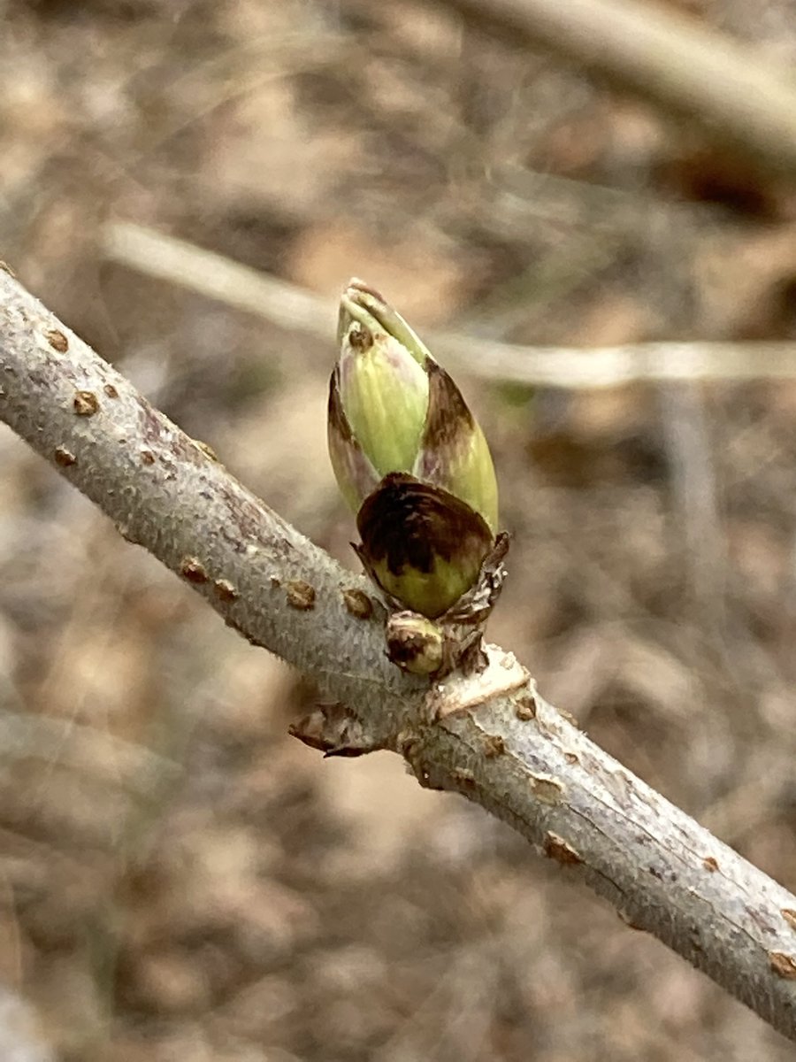 Goodrich-Loomis Outdoor Education Centre tweet media