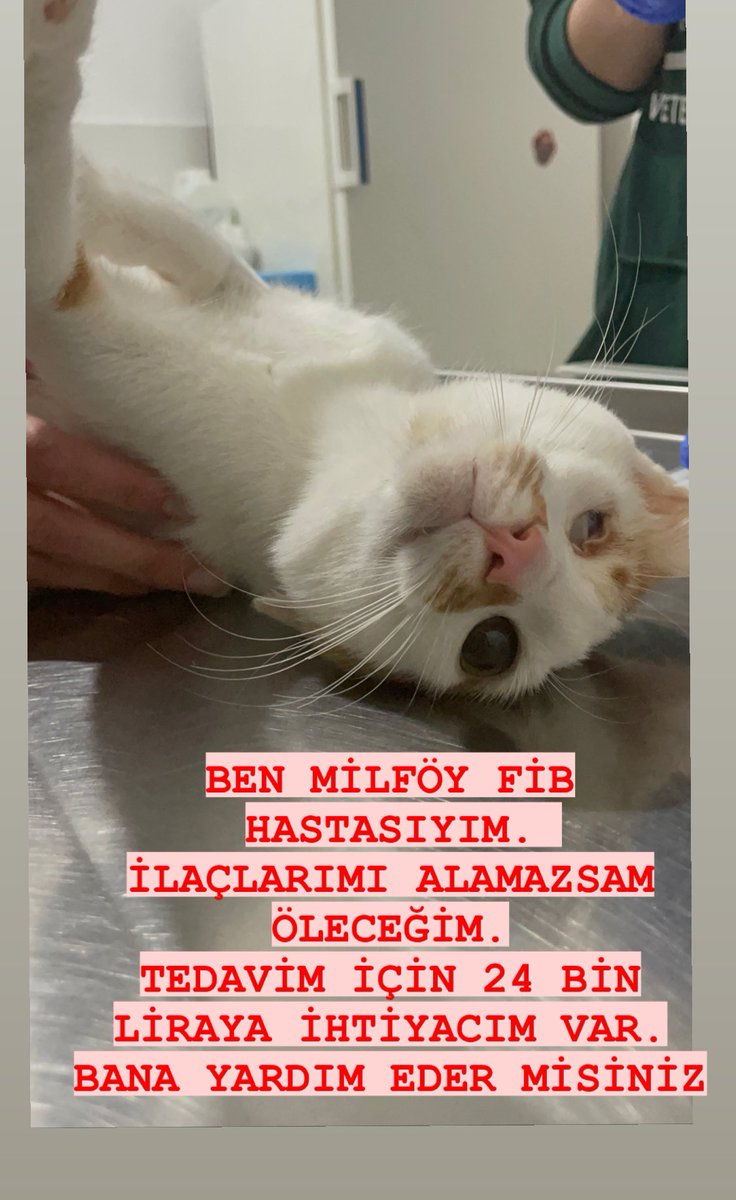 milfoyyardim's tweet photo. #fip #fipwarrior #fipcat #savefipcat #cat #life #savelife #mustlive #guclulukkazanacak #catinstagram #catsofinstagram #catsofworld #catlovers #catlife #catlove #catsoftheworld #kedi #kediseverler #kedisahiplendirme #fiplikedilerolmesin #fipfighter https://t.co/hh1AJp3hmd