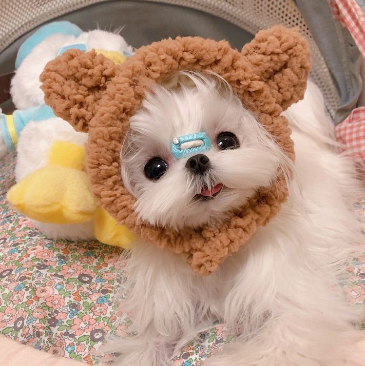 juyomiascats's tweet photo. https://t.co/rePMuOqANl