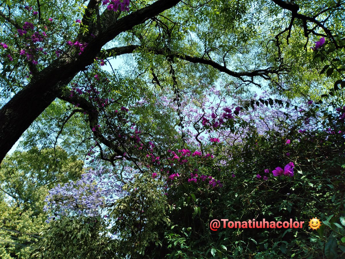 Tonatiuhacolor's tweet photo. 🤩
Un crossover bastante chévere...
#FelizJueves 🖐
#JacarandaChallenge 🌳 💜 https://t.co/zfzIna1SOA