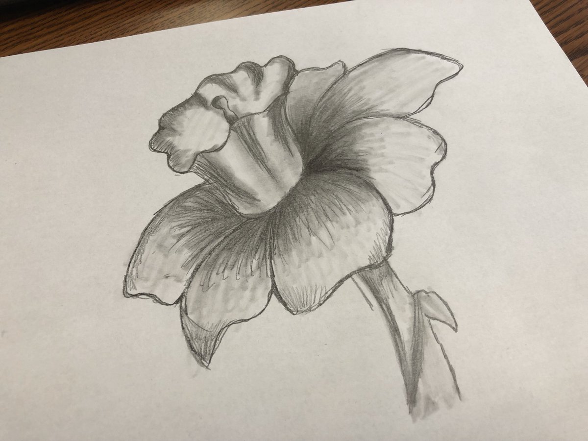 DavieArts's tweet photo. Alizzonβs Lovely Daffodil Drawing!β¨#8thGrade #FlowerStudy https://t.co/RM7J56dx4U