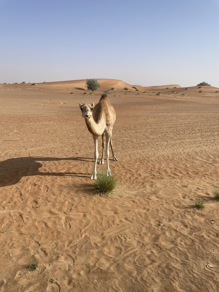 Finally had a few hours free here in Dubai before flying home. Saw some camels