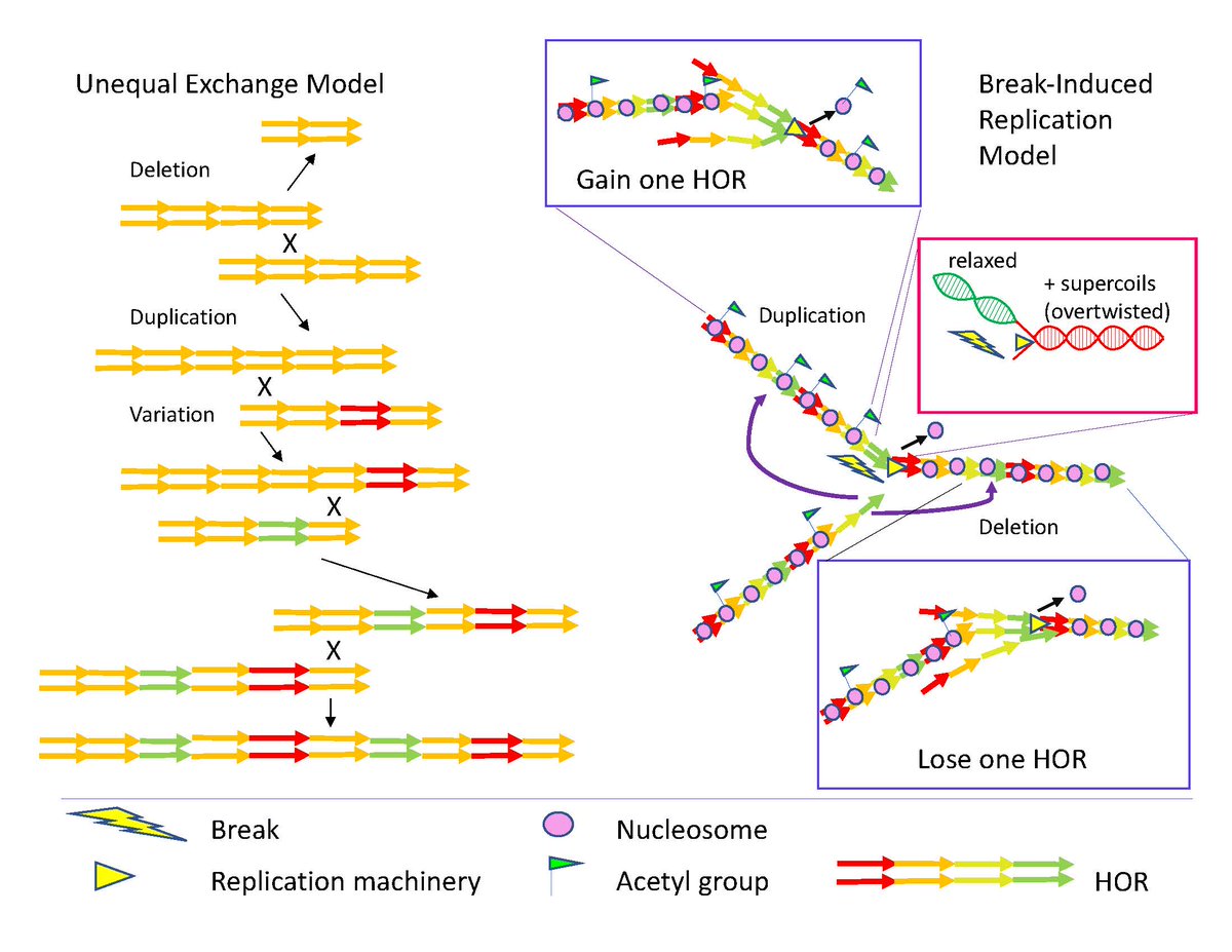 Genome Research (@genomeresearch) on Twitter photo Centromeres have been difficult to analyze because they comprise highly repeated DNA. Long-read sequencing has made it possible to study their structure and evolution. Read more in this Perspective by Steven Henikoff <a href="/fredhutch/">Fred Hutchinson Cancer Center</a> <a href="/genomeresearch/">Genome Research</a> ow.ly/FSKI30sg79G #T2T Centromeres have been difficult to analyze because they comprise highly repeated DNA. Long-read sequencing has made it possible to study their structure and evolution. Read more in this Perspective by Steven Henikoff <a href="/fredhutch/">Fred Hutchinson Cancer Center</a> <a href="/genomeresearch/">Genome Research</a> ow.ly/FSKI30sg79G #T2T