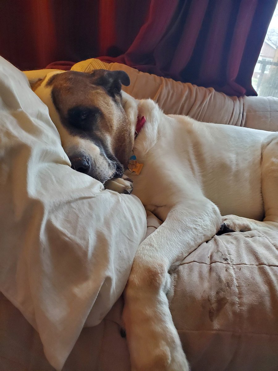 It's been gloomy and rainy the past couple days, so much sleeps are had. While it's true that I do sometimes push off my pillows, I do really love them! It depends on the day.

#DogsofTwittter